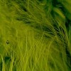 Marabou veren kiwigroen