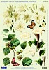Stansvel A4 witte bloemen