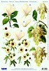 Stansvel A4 witte bloemen