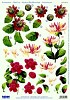 Stansvel A4 Rode bloemen
