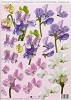 Stansvel A4 Sweetpea