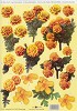 Stansvel A4 Marigolds
