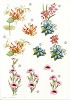 Stansvel A4 Bloemen