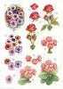 Stansvel A4 Bloemen