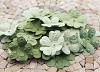 E line Flowers Chelsea vintage groen
