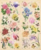 Le Suh Sticker set Bloemen