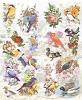 Le Suh Sticker set Vogels 2