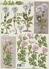 Le Suh knipvel A4 witte bloemen - sale/777.055