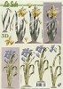 Le Suh knipvel A4 witte bloemen - sale/777.054