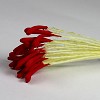 Meeldraden lange kop rood