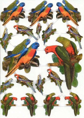 Poezieplaatje A4 Vogels Papegaai